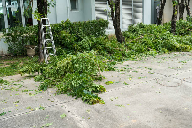 Trusted Odessa, TX Tree Removal Experts